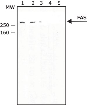 Anti-Fatty Acid Synthase antibody produced in rabbit 1&#160;mg/mL, affinity isolated antibody, buffered aqueous solution