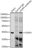Anti-FOXP3 Antibody, clone 6K3D9, Rabbit Monoclonal