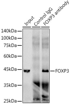 Anti-FOXP3 Antibody, clone 6K3D9, Rabbit Monoclonal