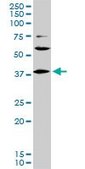 Monoclonal Anti-LHX6 antibody produced in mouse clone 3D9, purified immunoglobulin, buffered aqueous solution