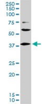 Monoclonal Anti-LHX6 antibody produced in mouse clone 3D9, purified immunoglobulin, buffered aqueous solution