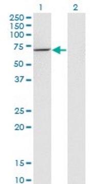 Monoclonal Anti-USH1C, (C-terminal) antibody produced in mouse clone 2B3, purified immunoglobulin, buffered aqueous solution