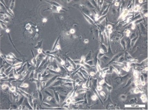 MDA-MB-231 Cell Line human 92020424, human breast adenocarcinoma