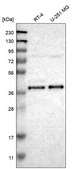 Anti-Ndrg4 Antibody Produced In Rabbit Prestige Antibodies® Powered by Atlas Antibodies, affinity isolated antibody, buffered aqueous glycerol solution