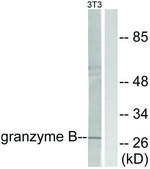 Anti-Granzyme B antibody produced in rabbit affinity isolated antibody