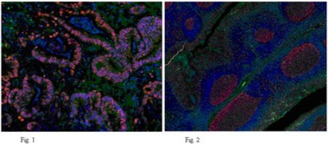 Anti-PCNA Antibody, clone PC10 clone PC10, from mouse