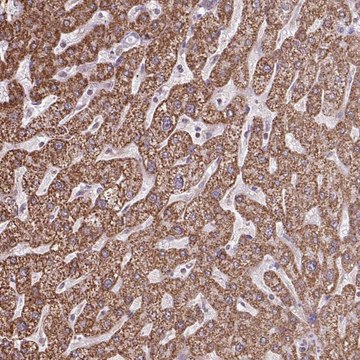 Anti-ALG8 antibody produced in rabbit Prestige Antibodies&#174; Powered by Atlas Antibodies, affinity isolated antibody, buffered aqueous glycerol solution