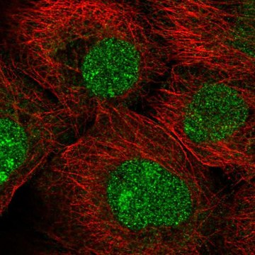 Anti-MFSD1 antibody produced in rabbit Prestige Antibodies&#174; Powered by Atlas Antibodies, affinity isolated antibody