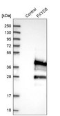 Anti-FXYD5 antibody produced in rabbit Prestige Antibodies® Powered by Atlas Antibodies, affinity isolated antibody, buffered aqueous glycerol solution