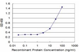 Monoclonal Anti-CX3CR1, (N-terminal) antibody produced in mouse clone 10D5, purified immunoglobulin, buffered aqueous solution