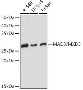 Anti-MAD3/MXD3 antibody produced in rabbit