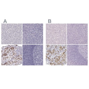 Anti-POU1F1 antibody produced in rabbit Prestige Antibodies&#174; Powered by Atlas Antibodies, affinity isolated antibody, buffered aqueous glycerol solution