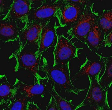 Anti-Dynein Antibody, HC, cytosolic from rabbit, purified by affinity chromatography