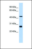 Anti-SYT9 antibody produced in rabbit affinity isolated antibody