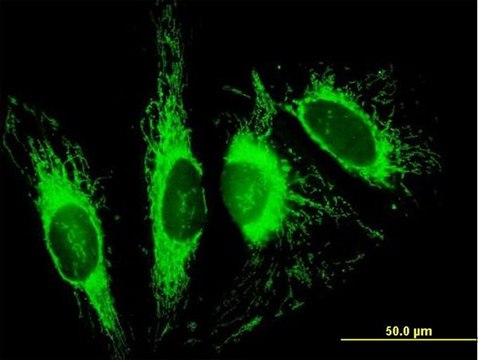 Anti-TOMM70A antibody produced in mouse purified immunoglobulin, buffered aqueous solution