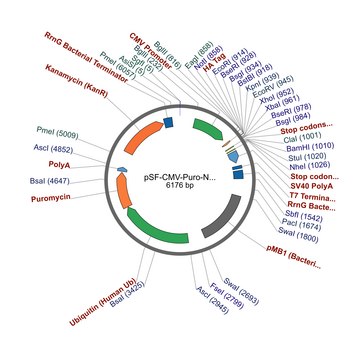 PSF-CMV-PURO-NH2-HA - N-TERMINAL HA TAG MAMMALIAN PLASMID plasmid vector for molecular cloning