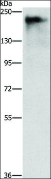 Anti-ATAD5 antibody produced in rabbit affinity isolated antibody