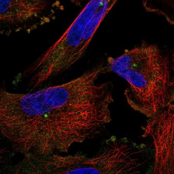 Anti-PCNT antibody produced in rabbit Prestige Antibodies&#174; Powered by Atlas Antibodies, affinity isolated antibody