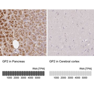 Anti-GP2 antibody produced in rabbit Prestige Antibodies&#174; Powered by Atlas Antibodies, affinity isolated antibody, buffered aqueous glycerol solution