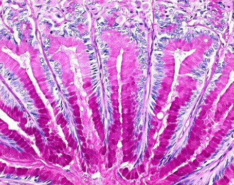 ISOSLIDE&#8482; PAS Control Slides with reference tissue for the detection of polysaccharides in histological tissue