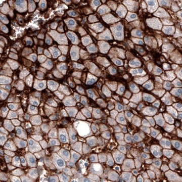 Monoclonal Anti-SLCO1B3 antibody produced in mouse Prestige Antibodies&#174; Powered by Atlas Antibodies, clone CL3771, purified immunoglobulin, buffered aqueous glycerol solution