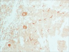 Anti-ATG3 (C-terminal) antibody produced in rabbit IgG fraction of antiserum, buffered aqueous solution