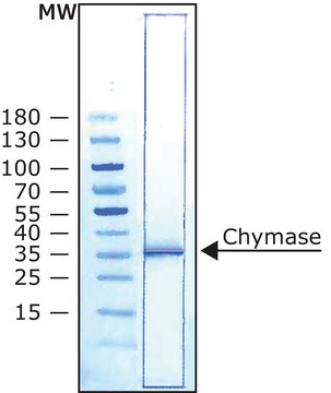 Chymase human recombinant, expressed in Pichia pastoris