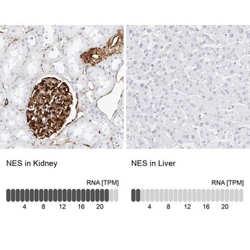 Anti-NES antibody produced in rabbit Prestige Antibodies&#174; Powered by Atlas Antibodies, affinity isolated antibody, buffered aqueous glycerol solution