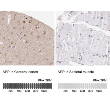 Anti-APP antibody produced in rabbit Prestige Antibodies&#174; Powered by Atlas Antibodies, affinity isolated antibody, buffered aqueous glycerol solution