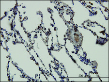 Monoclonal Anti-NFE2L2 antibody produced in mouse clone 1F3, purified immunoglobulin, buffered aqueous solution