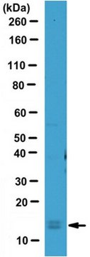 Anti-LC3 Antibody serum, from rabbit