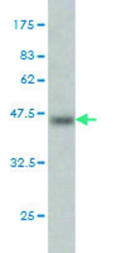 Monoclonal Anti-MTF1 antibody produced in mouse clone 2C12, purified immunoglobulin, buffered aqueous solution