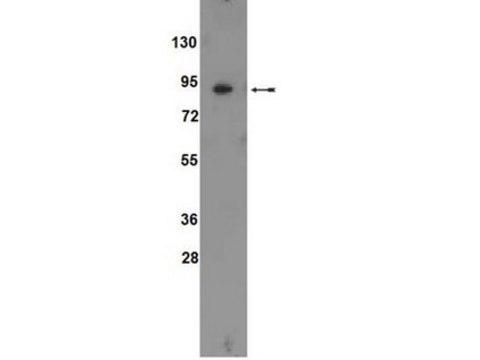 Anti-ATF6 Antibody Upstate&#174;, from rabbit