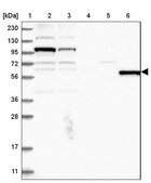 Anti-MSL3 antibody produced in rabbit Prestige Antibodies® Powered by Atlas Antibodies, affinity isolated antibody, buffered aqueous glycerol solution