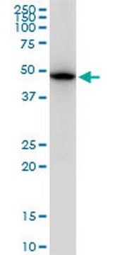 Anti-TUBB2A Mouse mAb (2B2) liquid, clone 2B2, Calbiochem&#174;