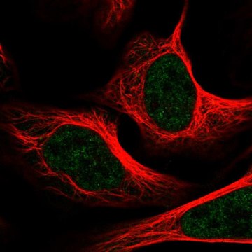 Anti-MED1 antibody produced in rabbit Prestige Antibodies&#174; Powered by Atlas Antibodies, affinity isolated antibody