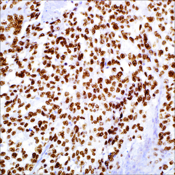 TFE3 (MRQ-37) Rabbit Monoclonal Antibody