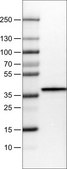 Monoclonal Anti-ARG1 antibody produced in mouse Prestige Antibodies® Powered by Atlas Antibodies, clone CL0186, purified immunoglobulin, buffered aqueous glycerol solution