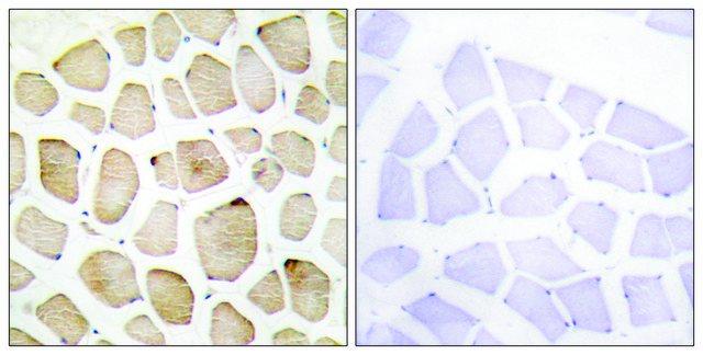 Anti-MAPK3, C-Terminal antibody produced in rabbit affinity isolated antibody