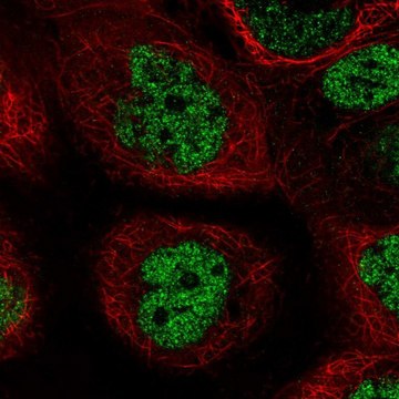 Anti-PALB2 antibody produced in rabbit Prestige Antibodies&#174; Powered by Atlas Antibodies, affinity isolated antibody