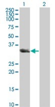 Monoclonal Anti-UNC119 antibody produced in mouse clone 2F9-2A9, ascites fluid