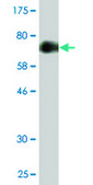 Monoclonal Anti-CCDC131 antibody produced in mouse clone 3A3, purified immunoglobulin, buffered aqueous solution