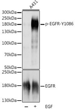 Anti-Phospho-EGFR-Y1086 antibody produced in rabbit