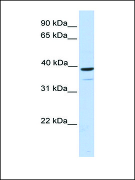 Anti-TRIM27 affinity isolated antibody