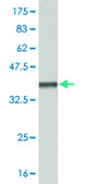 Monoclonal Anti-PAX7 antibody produced in mouse clone 3C9, purified immunoglobulin, buffered aqueous solution