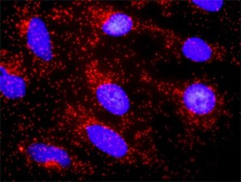 Anti-CTNNA3 antibody produced in rabbit purified immunoglobulin, buffered aqueous solution