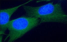 Anti-Connexin 43 antibody, Mouse monoclonal clone CXN-6, purified from hybridoma cell culture