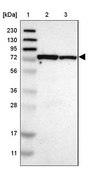 Anti-MCCC1 antibody produced in rabbit Prestige Antibodies® Powered by Atlas Antibodies, affinity isolated antibody, buffered aqueous glycerol solution