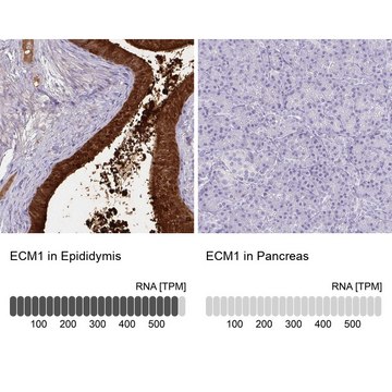 抗-ECM1 兔抗 Prestige Antibodies&#174; Powered by Atlas Antibodies, affinity isolated antibody, buffered aqueous glycerol solution