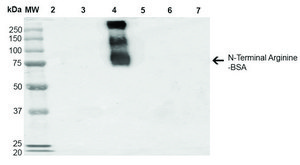 Monoclonal Anti-N-terminal Arginylation-Allophycocyanin antibody produced in mouse clone 4A9